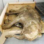 baby_mammoth_russia_japan