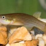 killifish
