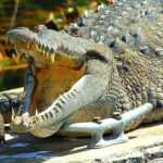 american-crocodile