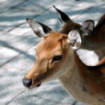 nara-deer-1