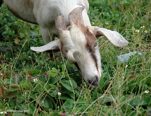 ram-goat-jamaica